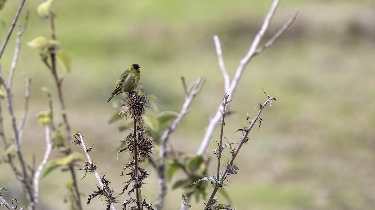 Black-capped Siskin - ML622916121