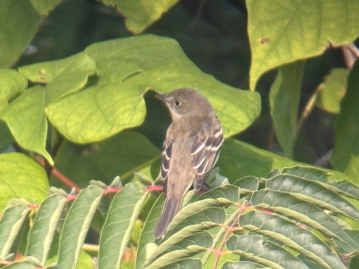 Alder Flycatcher - ML622916133