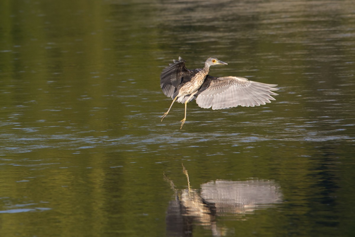 Yellow-crowned Night Heron (Yellow-crowned) - ML622916148