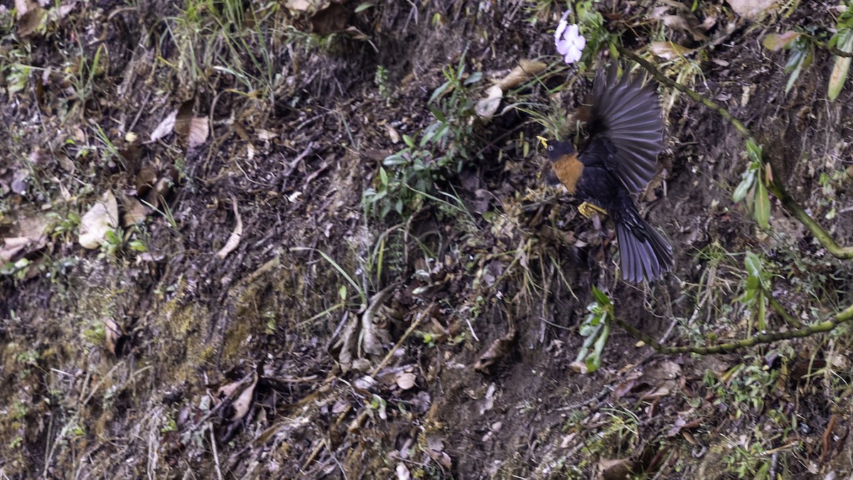 Rufous-collared Robin - ML622916198