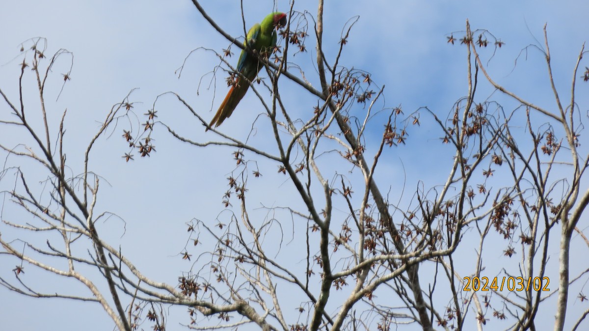 Great Green Macaw - ML622916239