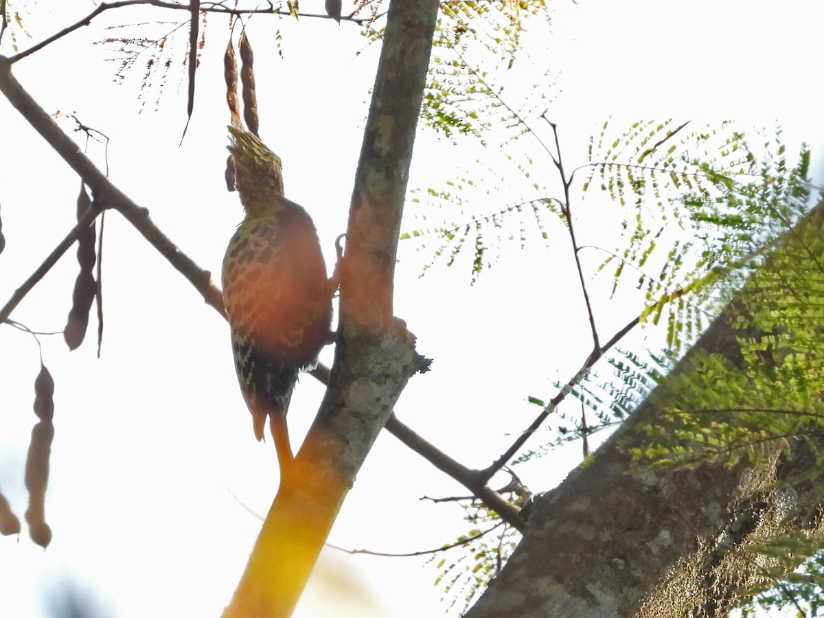 Ochre-backed Woodpecker - ML622916266