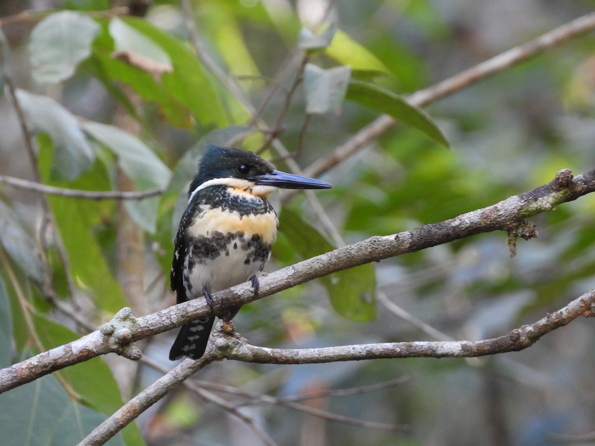 Green Kingfisher - ML622916316