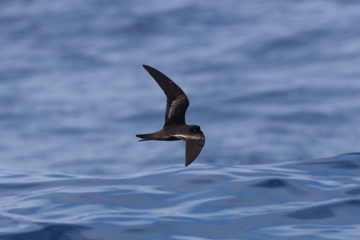 Black Storm-Petrel - ML622916354