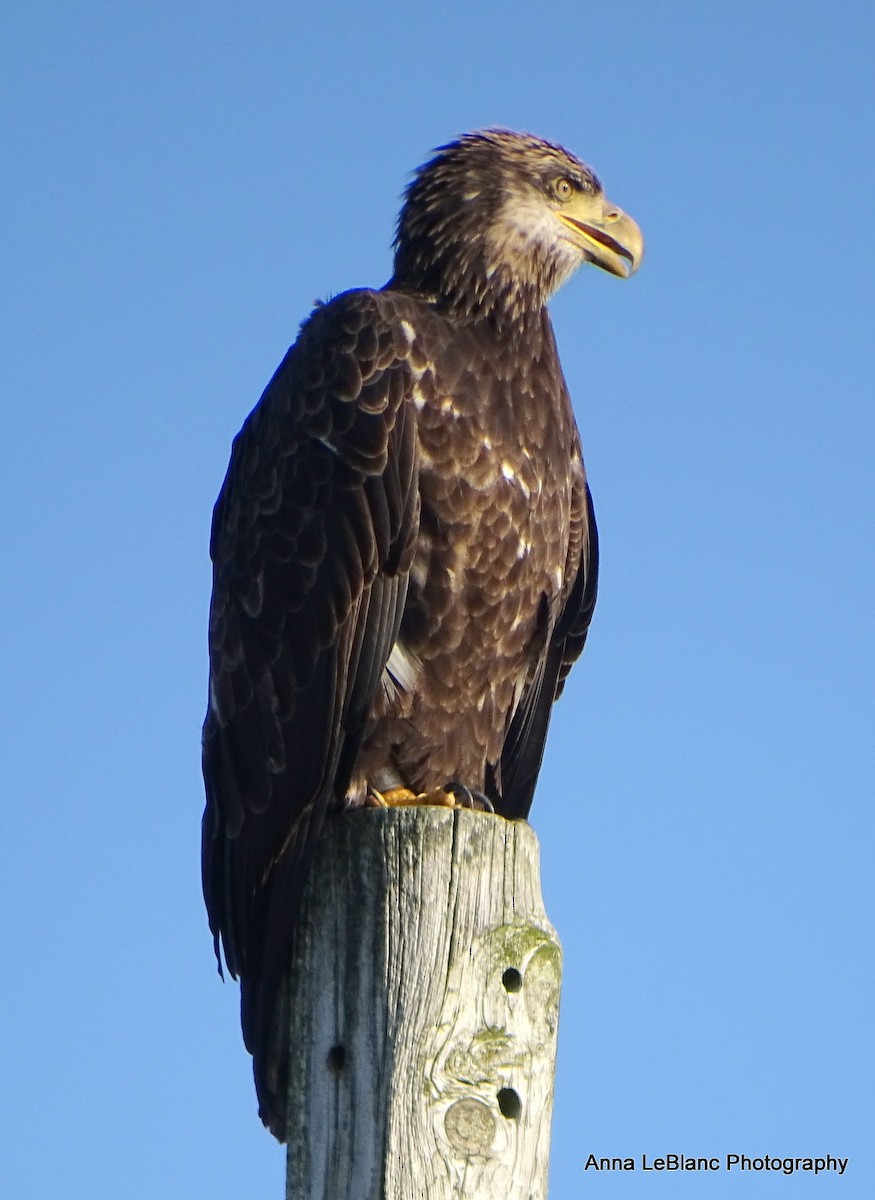 Bald Eagle - ML622916421