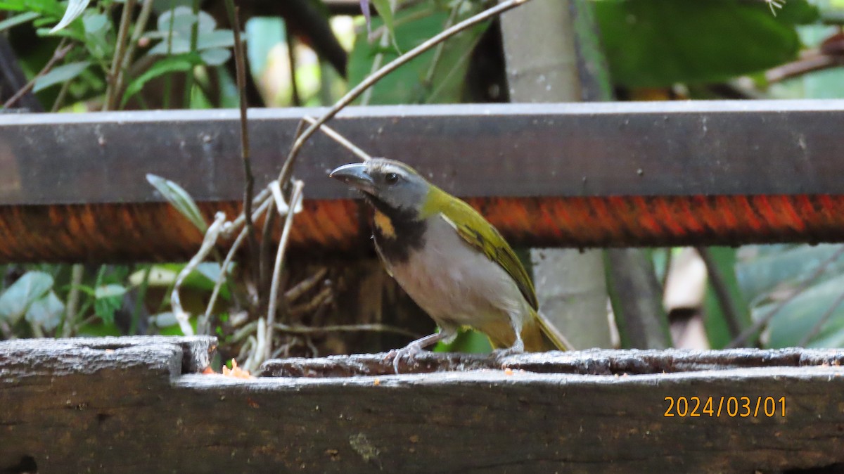 Buff-throated Saltator - ML622916422