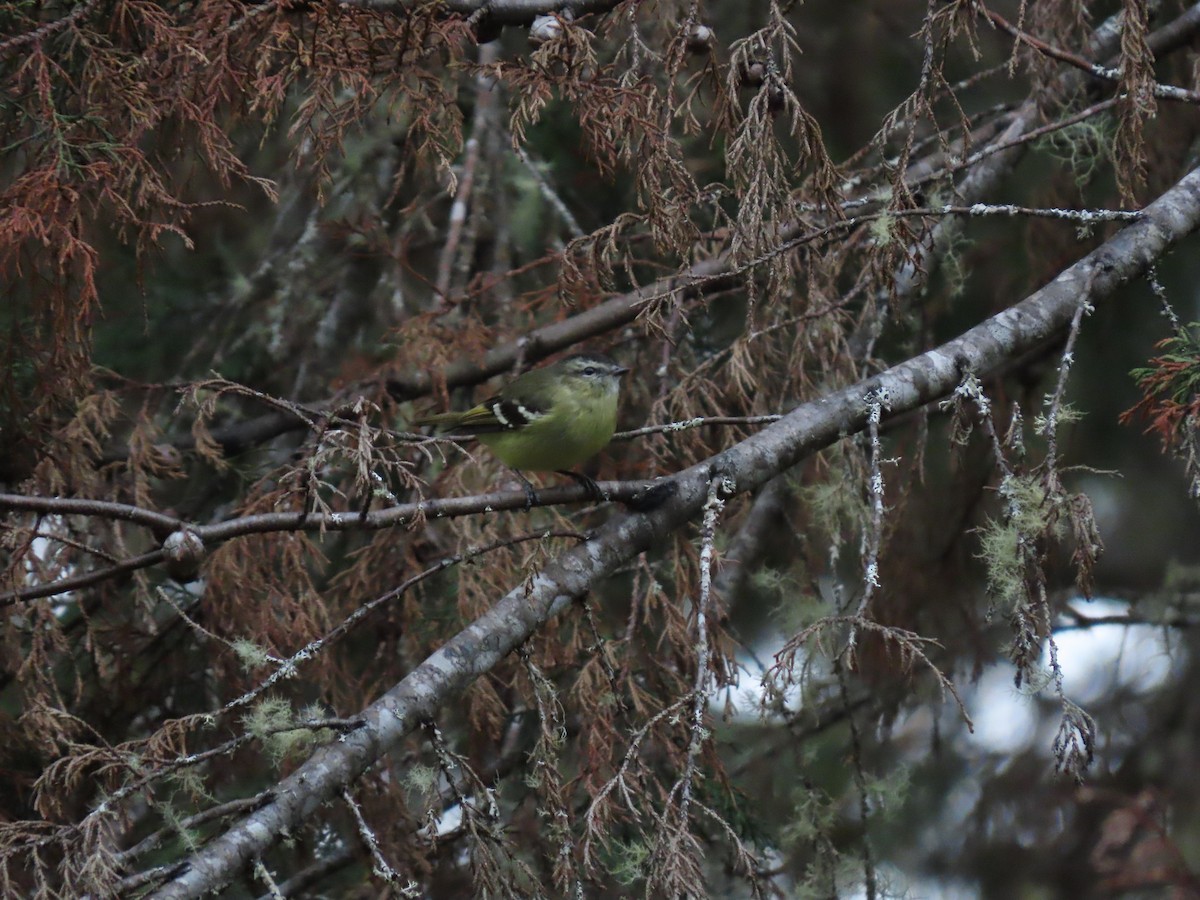 Black-capped Tyrannulet - ML622916429