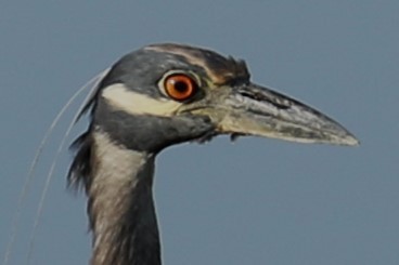 Yellow-crowned Night Heron - michael vedder