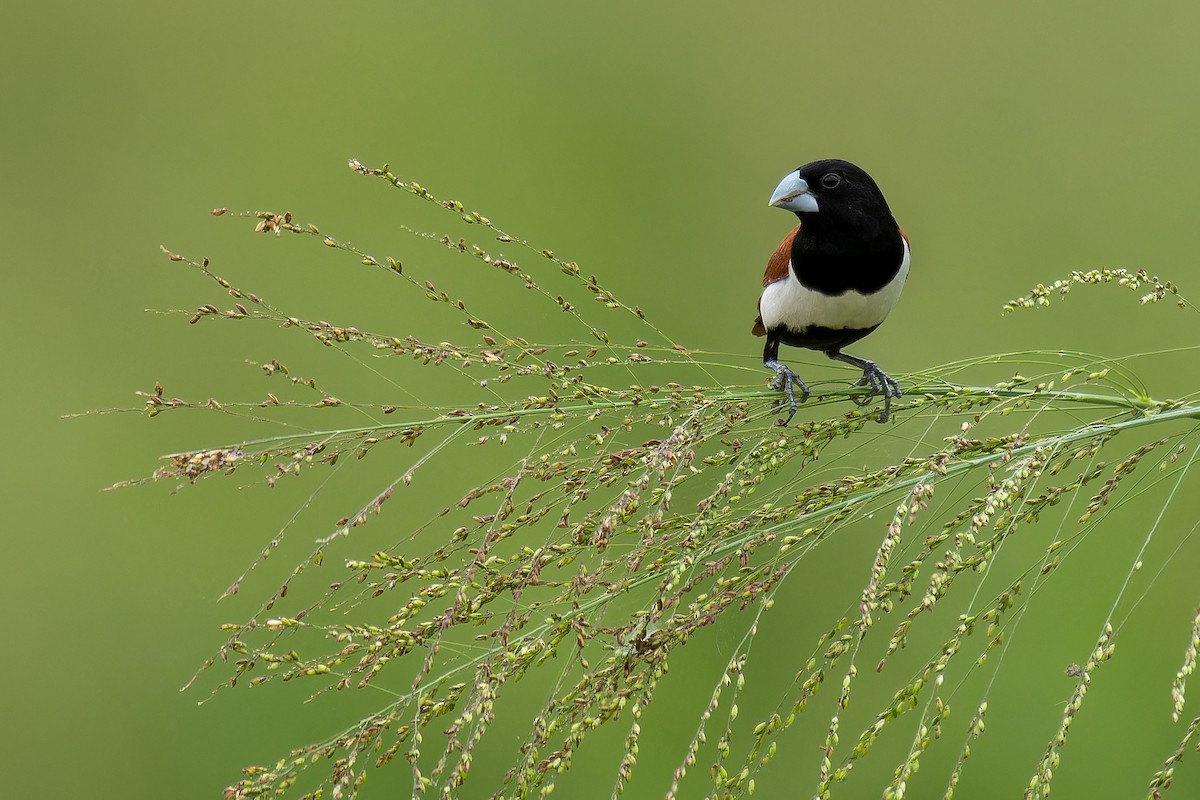 Tricolored Munia - ML622916453