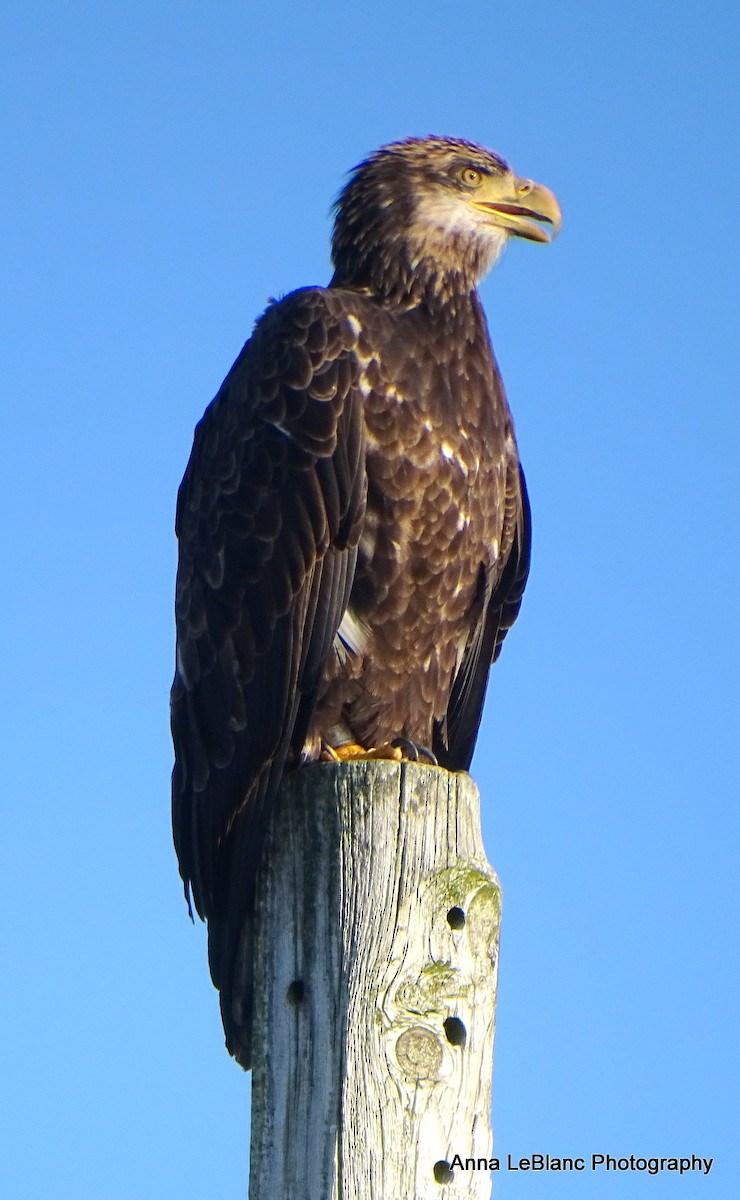 Bald Eagle - ML622916458