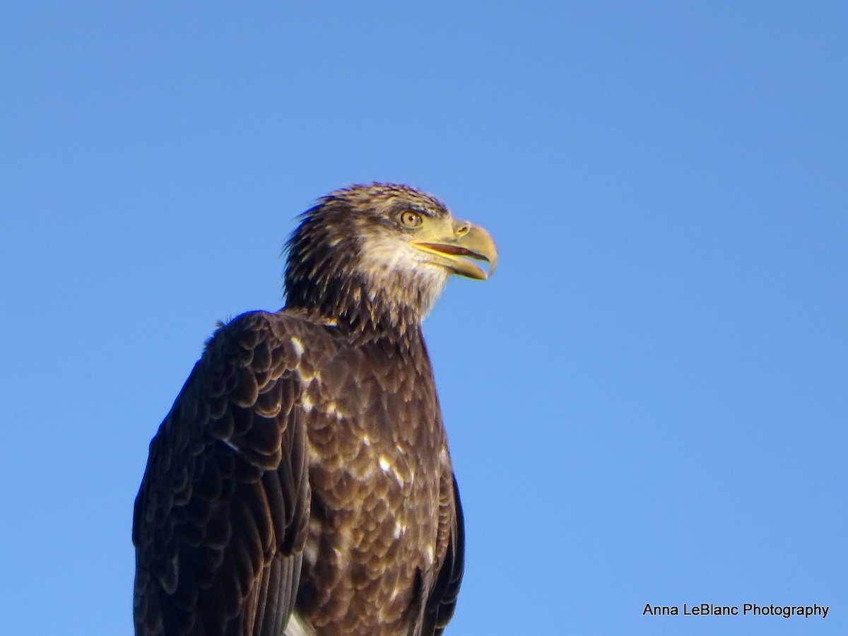 Bald Eagle - ML622916470