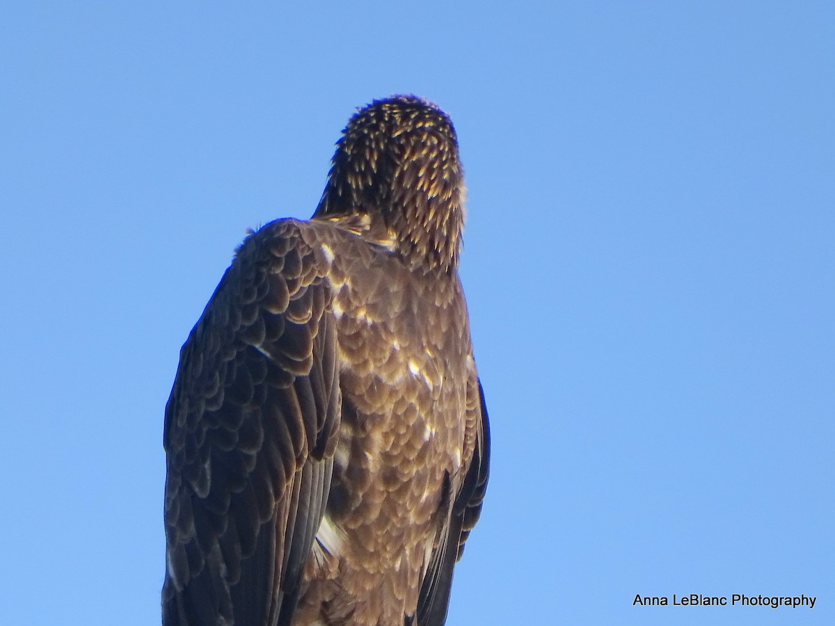 Bald Eagle - Anna LeBlanc