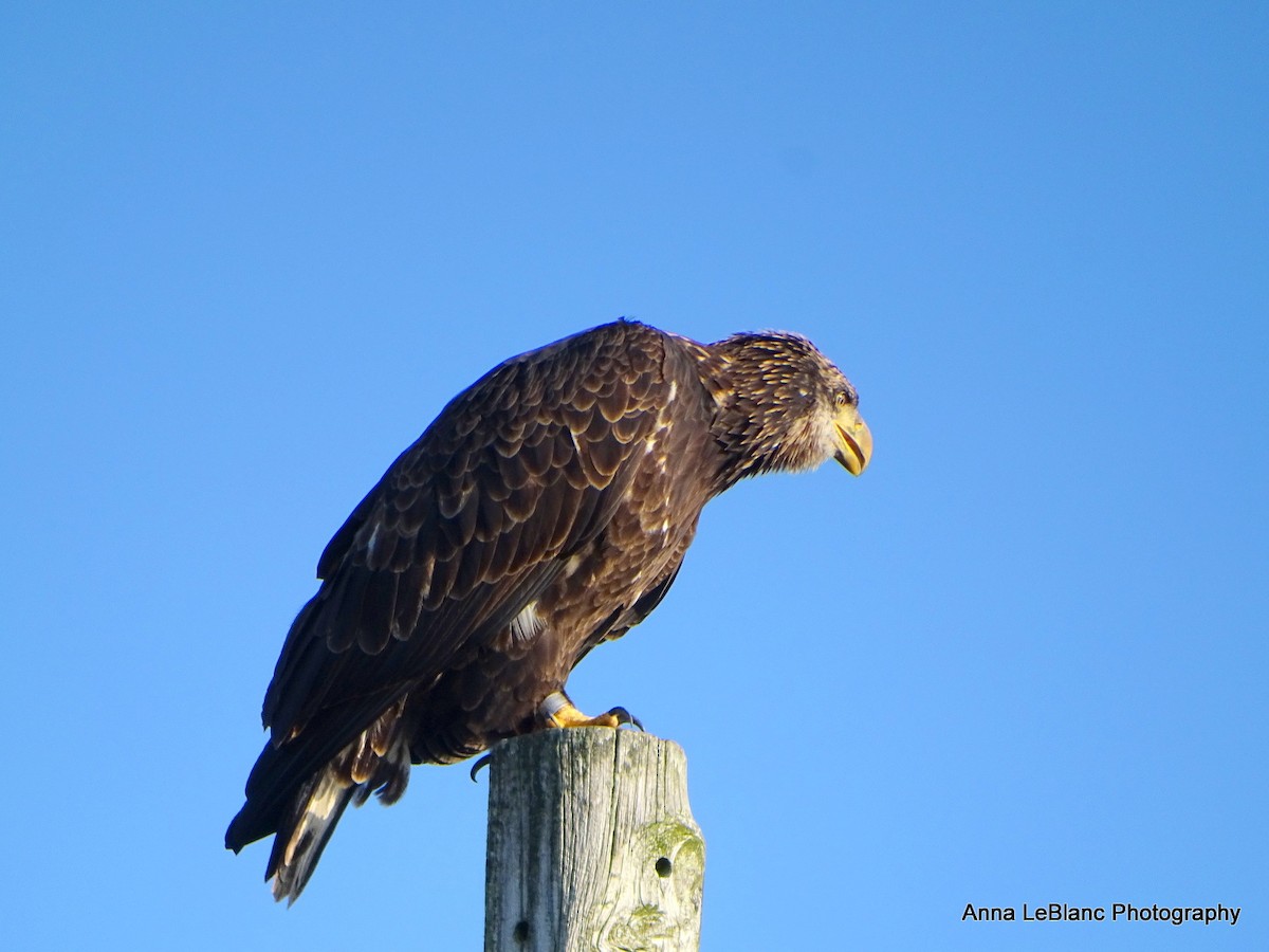 Bald Eagle - ML622916507