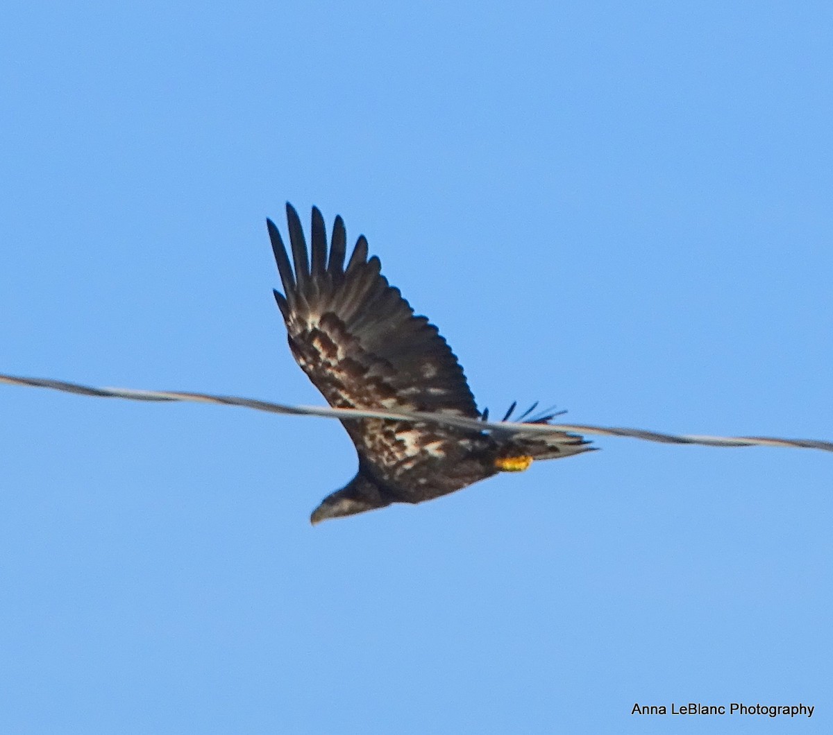 Bald Eagle - ML622916522