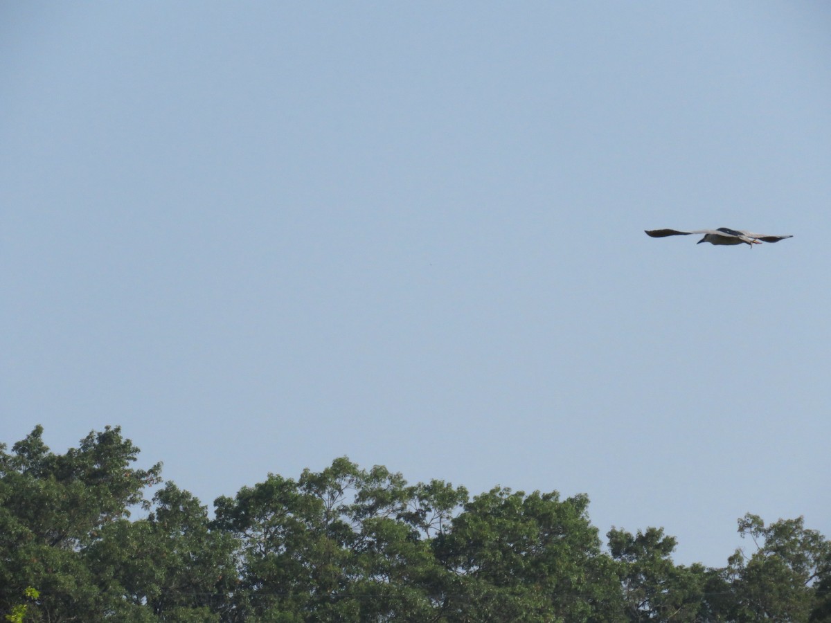 Black-crowned Night Heron - Wandering Vireo