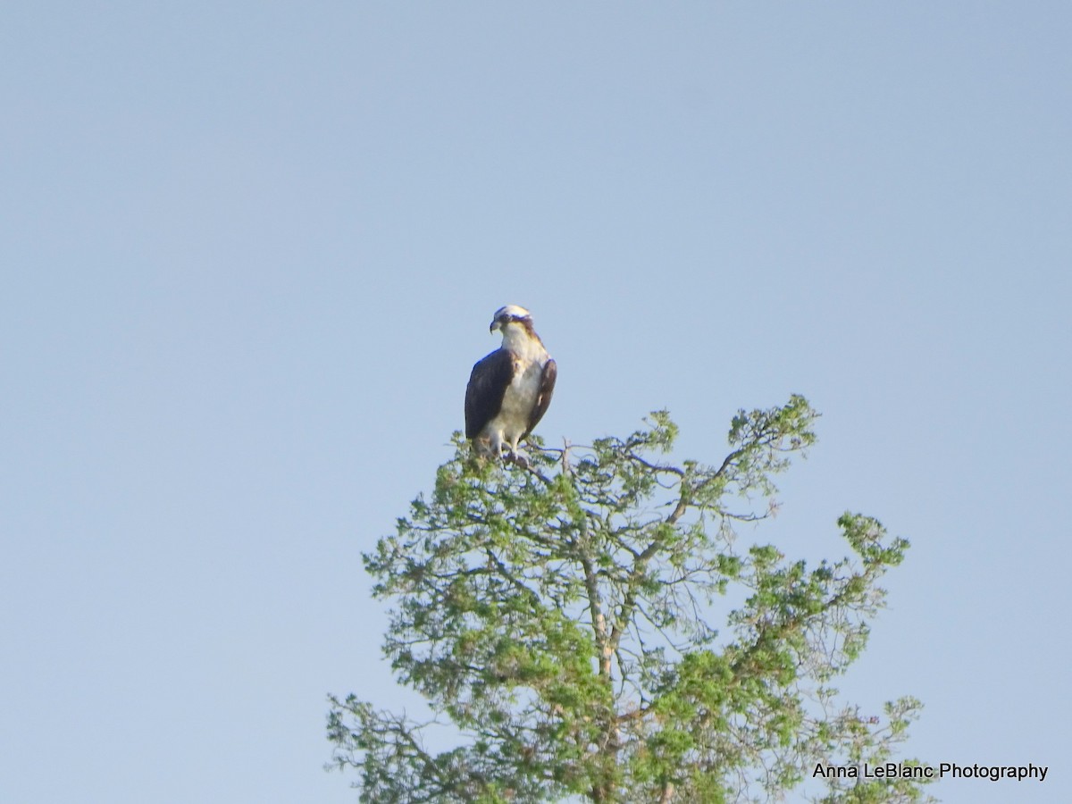 Osprey (carolinensis) - ML622916532