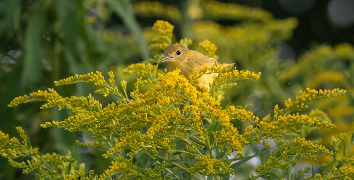 Yellow Warbler (Northern) - ML622916589