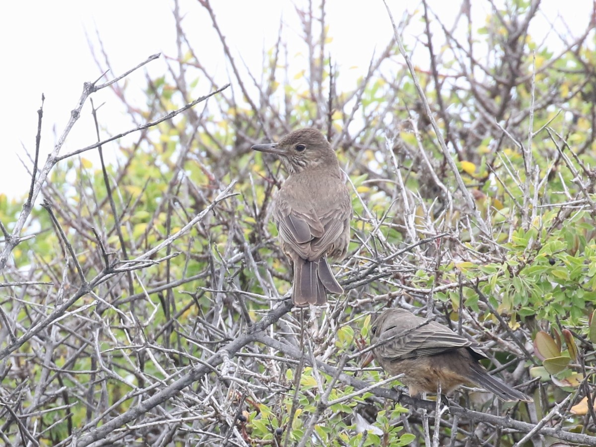 Great Shrike-Tyrant - ML622916590