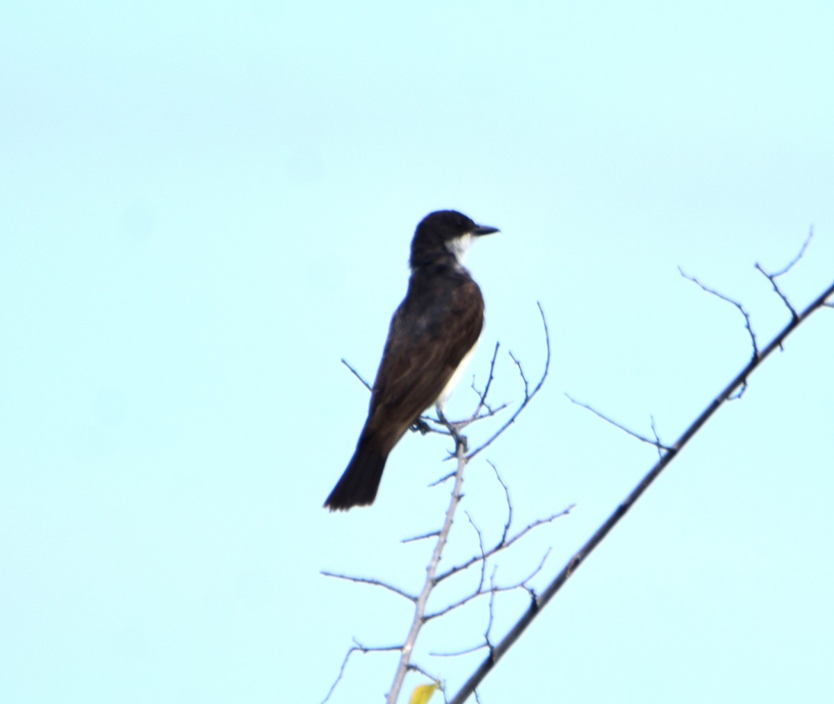 Eastern Kingbird - ML622916593