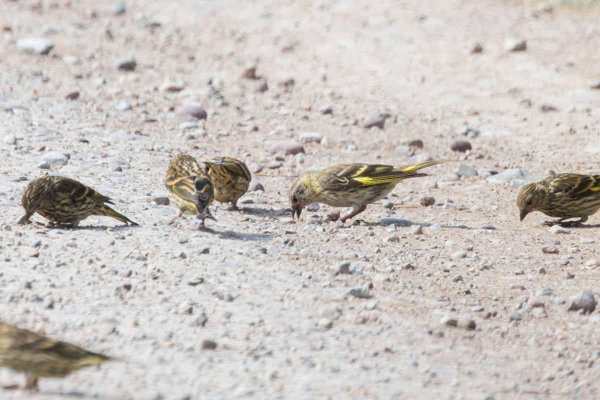 Pine Siskin (green morph) - ML622916638