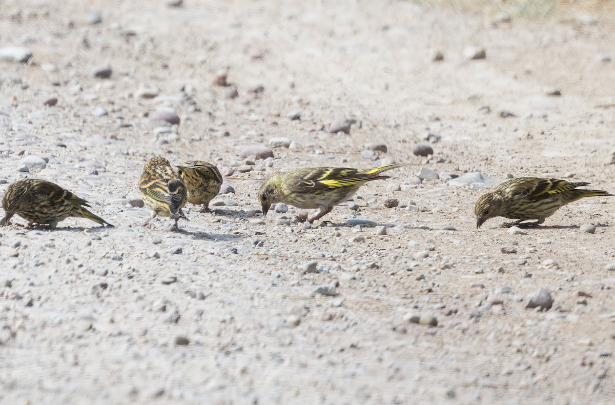 Pine Siskin (green morph) - ML622916647