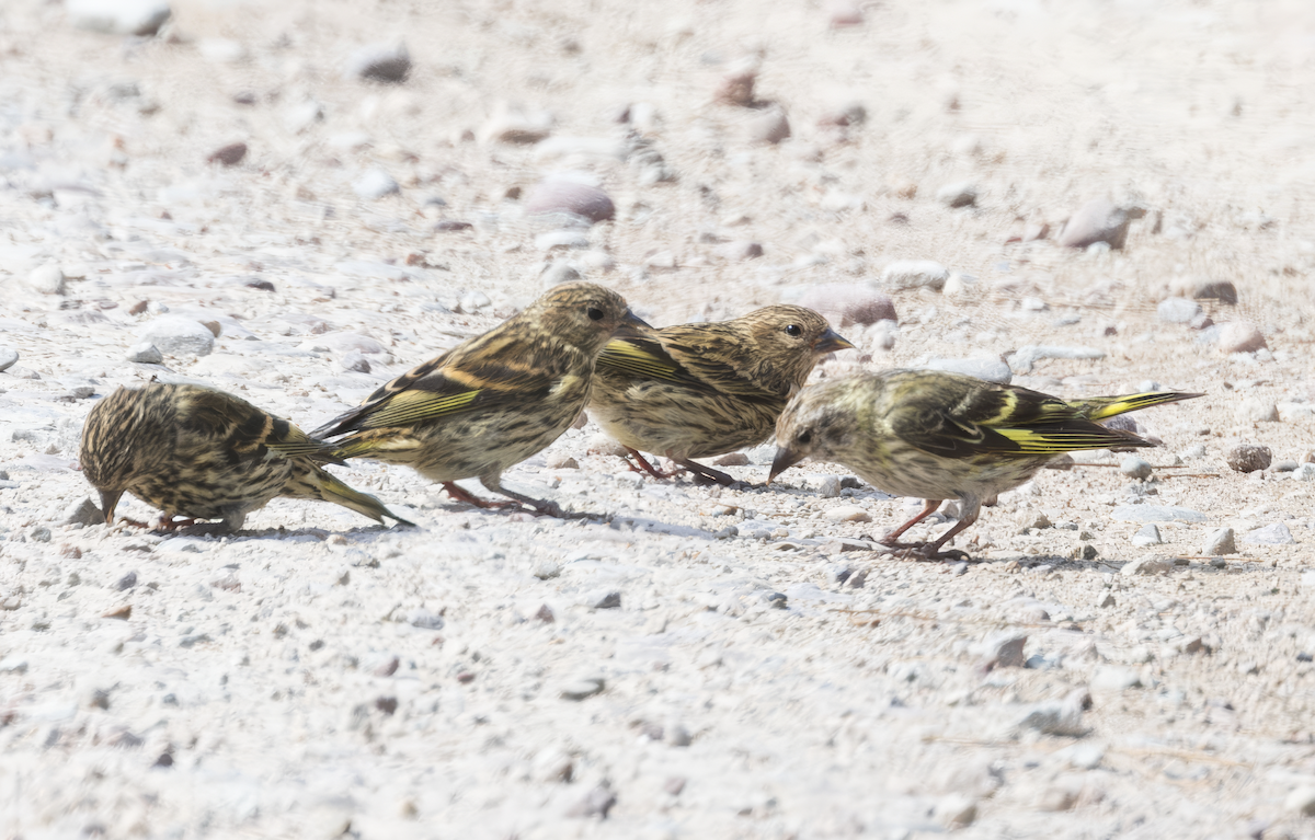 Pine Siskin (green morph) - ML622916651