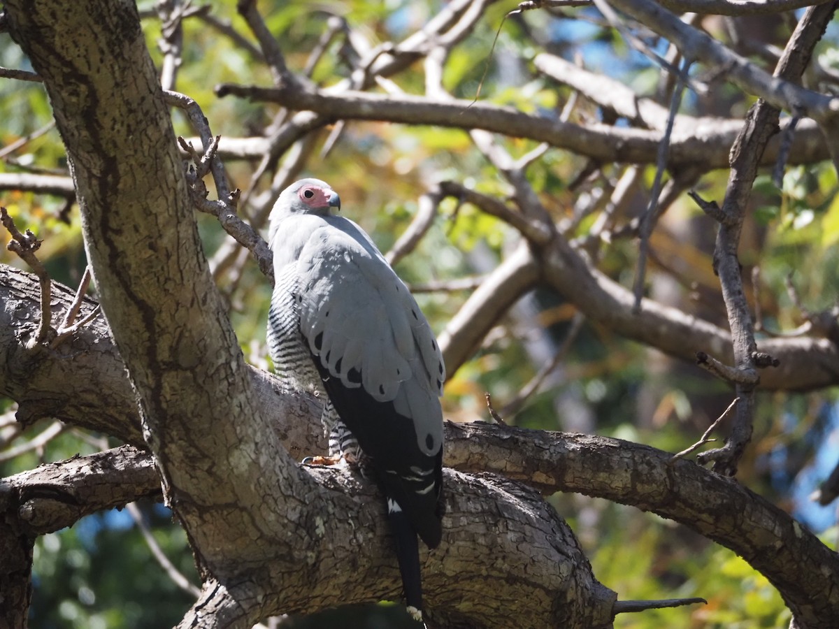 Madagascar Harrier-Hawk - ML622916652