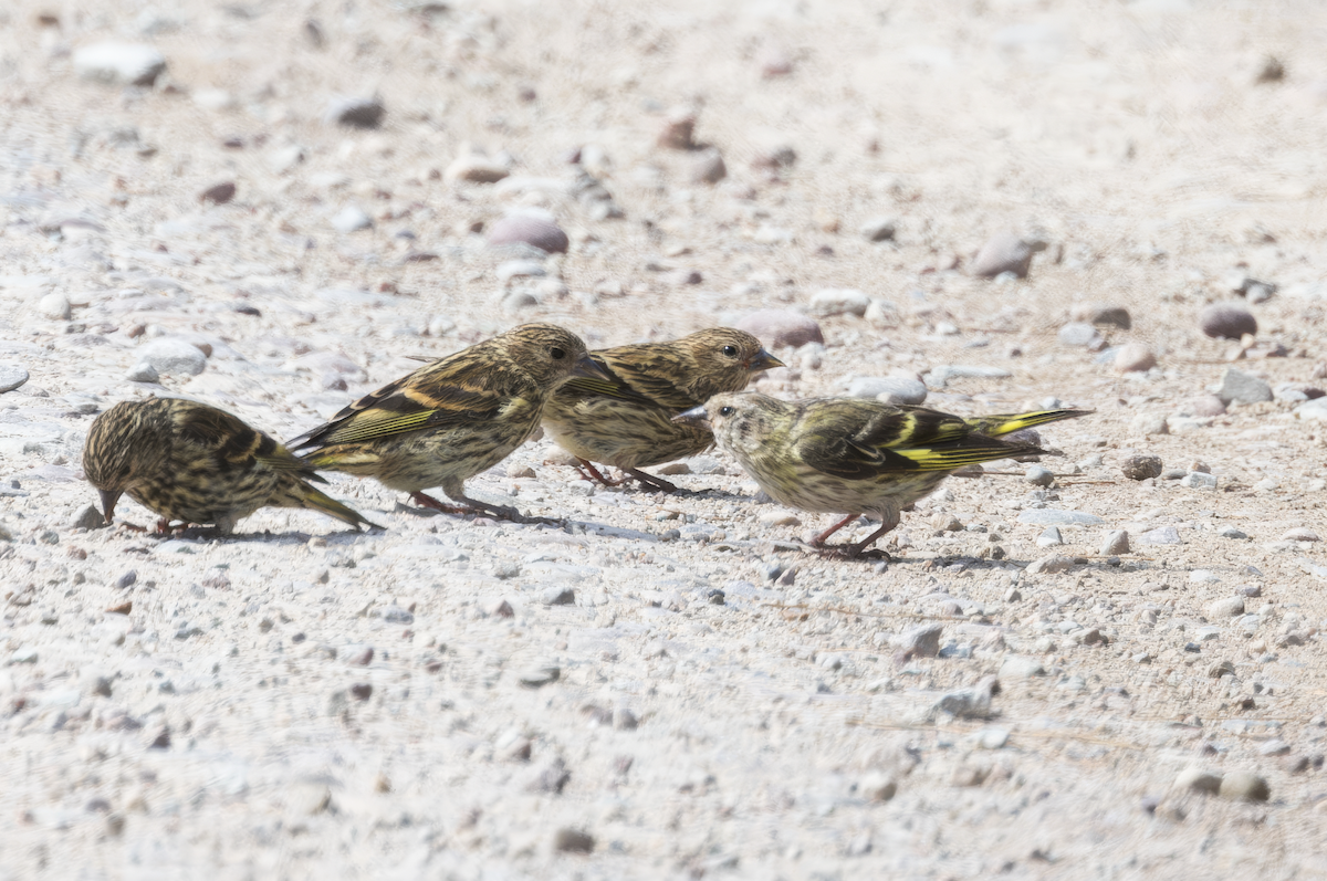 Pine Siskin (green morph) - ML622916659