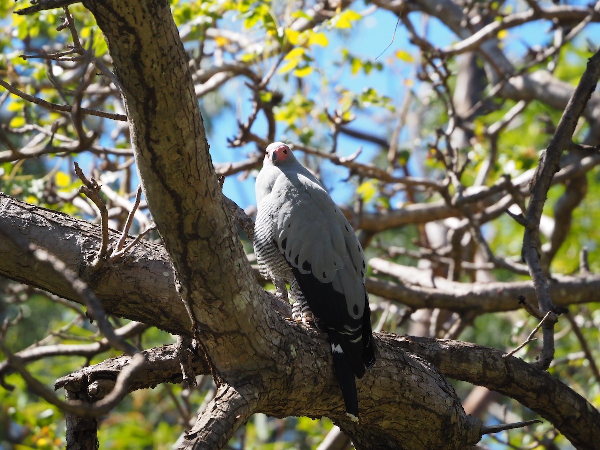 Madagascar Harrier-Hawk - ML622916664