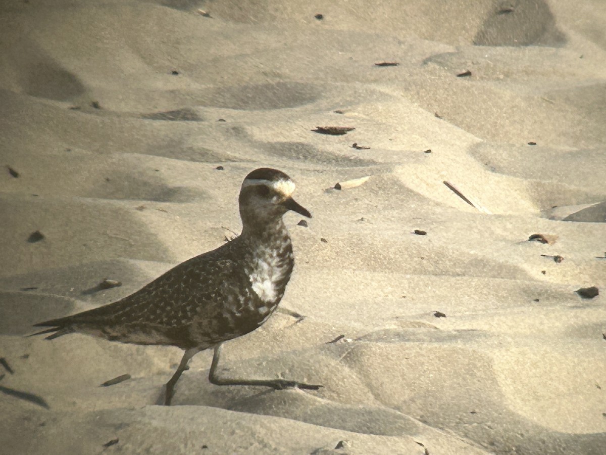 American Golden-Plover - Mike Mahler