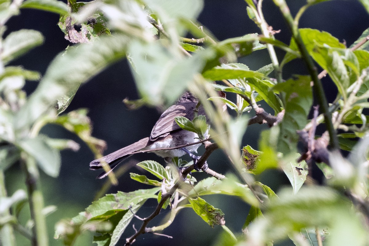 passerine sp. - Wachara  Sanguansombat