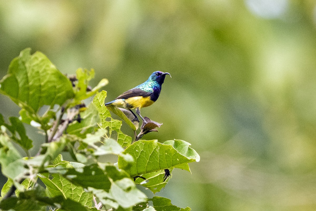 Variable Sunbird (Yellow-bellied) - ML622916716