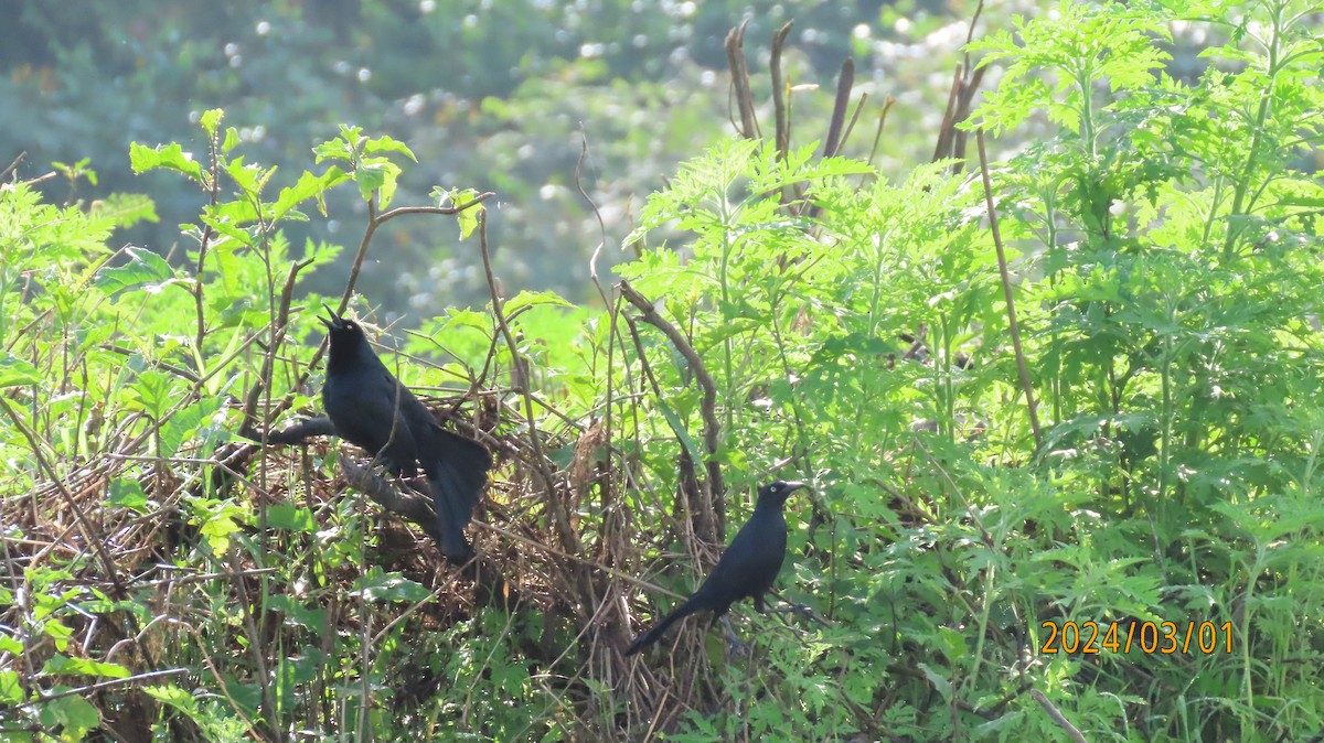 Nicaraguan Grackle - ML622916722