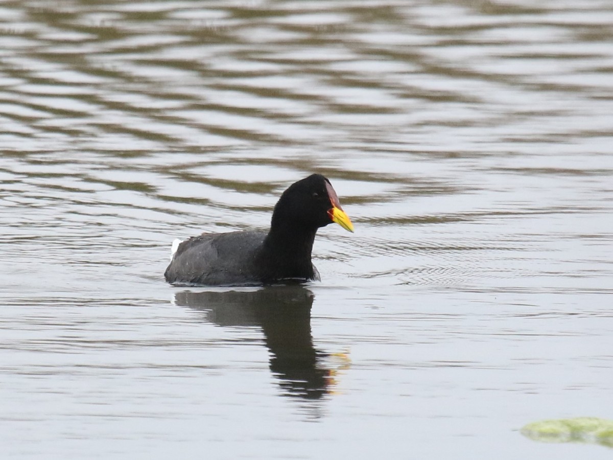 Red-fronted Coot - ML622916799