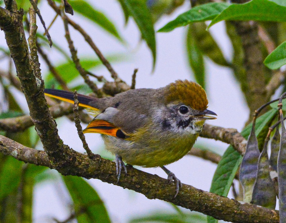 Chestnut-tailed Minla - ML622916875