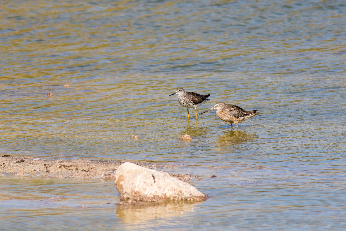 Long-billed Dowitcher - ML622916905