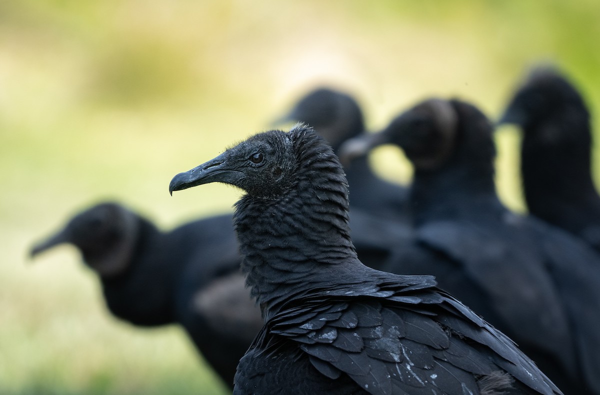 Black Vulture - ML622916924