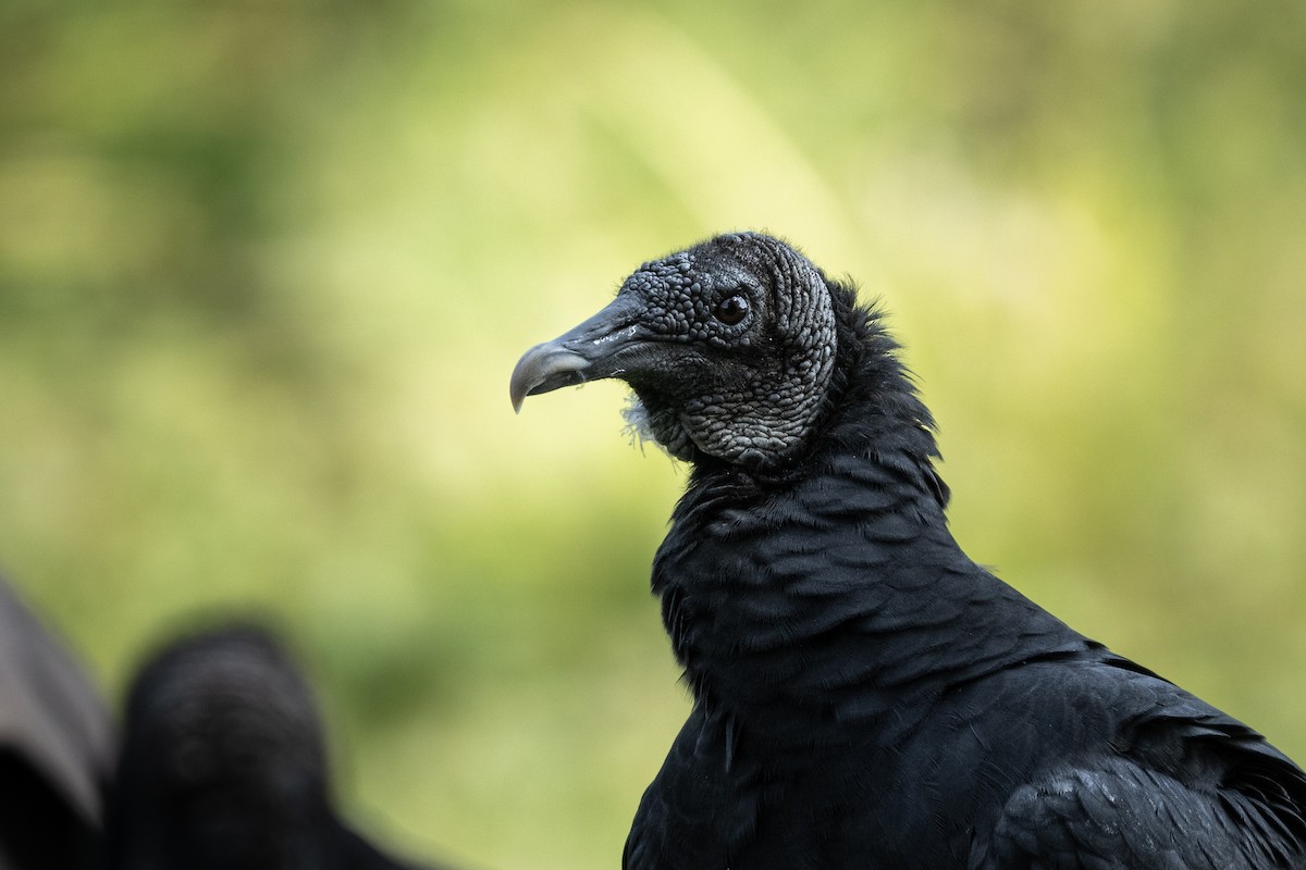 Black Vulture - ML622916926