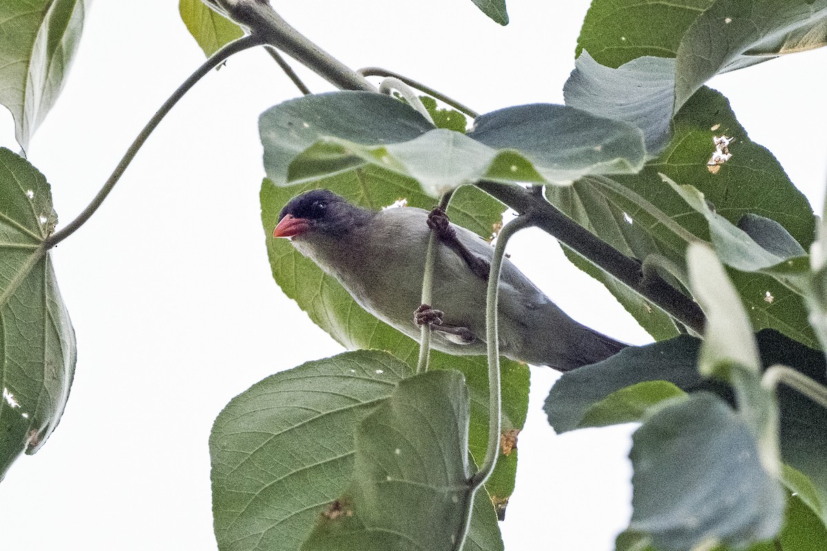 Red-headed Weaver - ML622916932