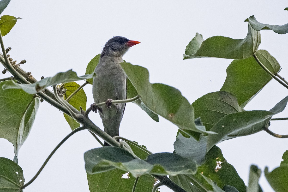 Red-headed Weaver - ML622916934