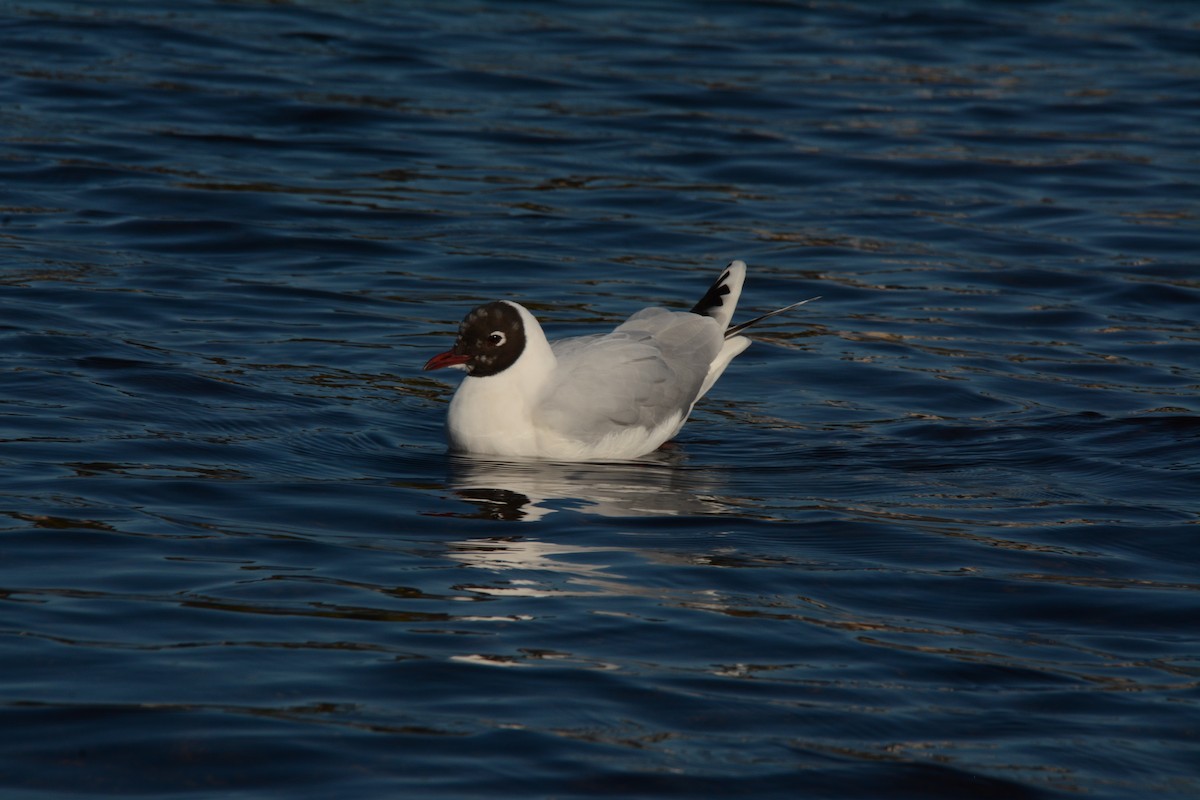 Brown-hooded Gull - ML622917020