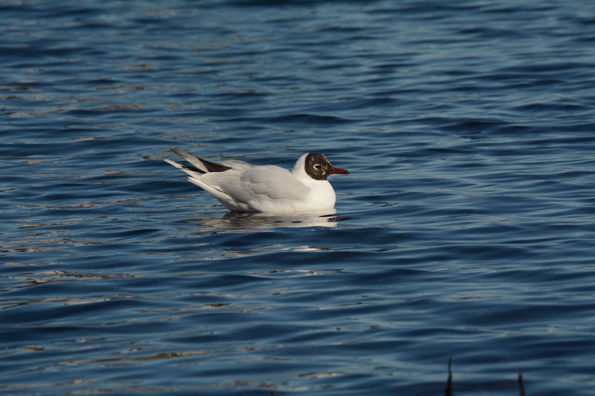 Brown-hooded Gull - ML622917021