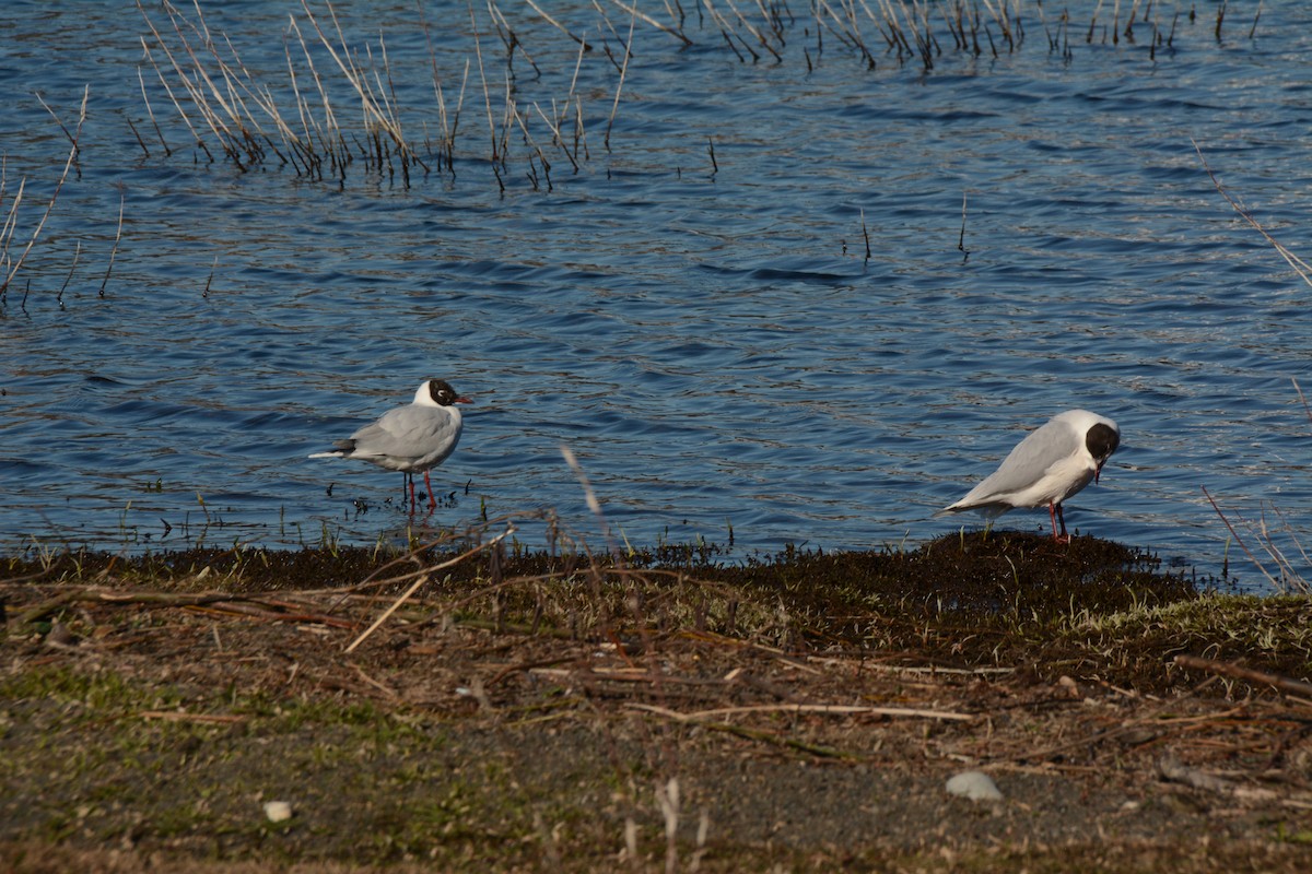 Brown-hooded Gull - ML622917023