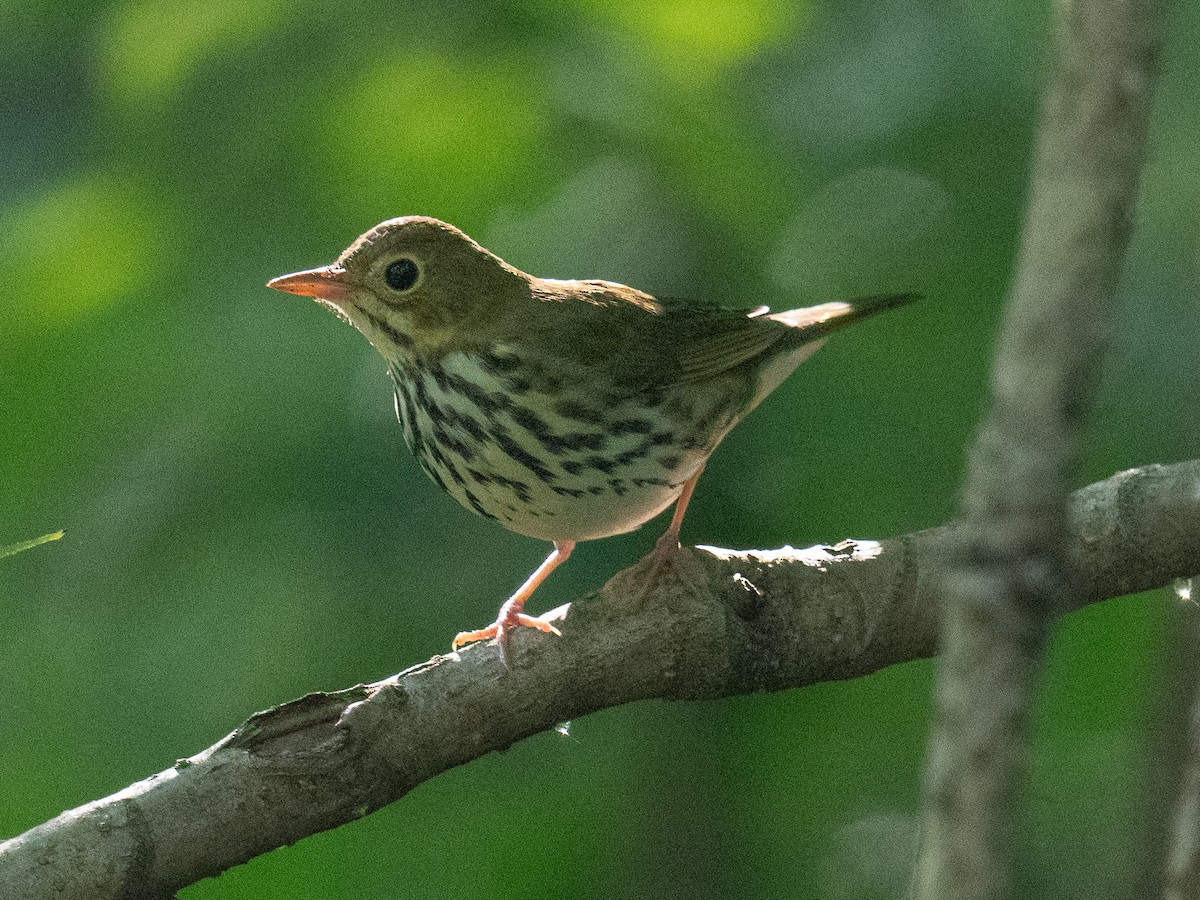 Ovenbird - ML622917045