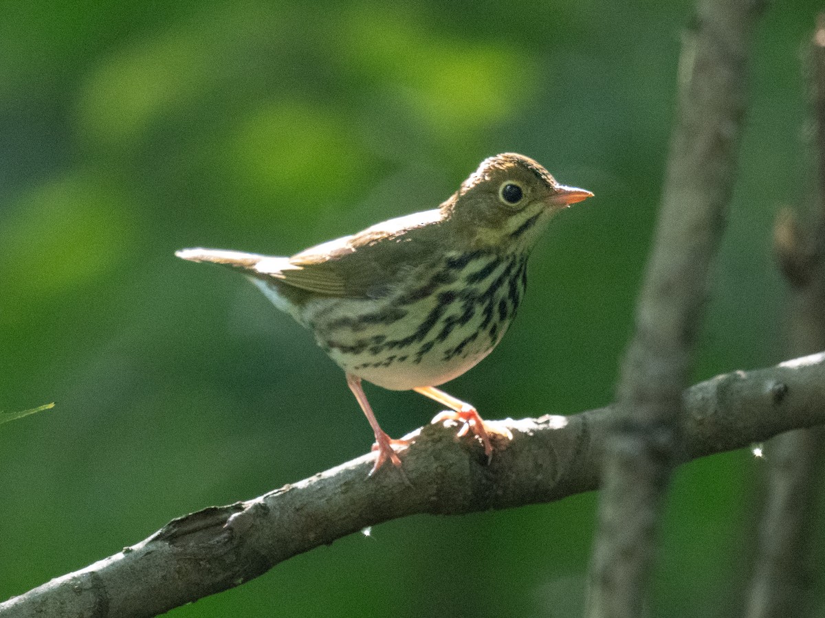 Ovenbird - ML622917046