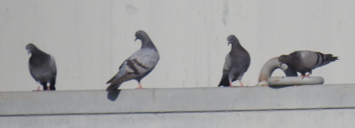 Rock Pigeon (Feral Pigeon) - ML622917063