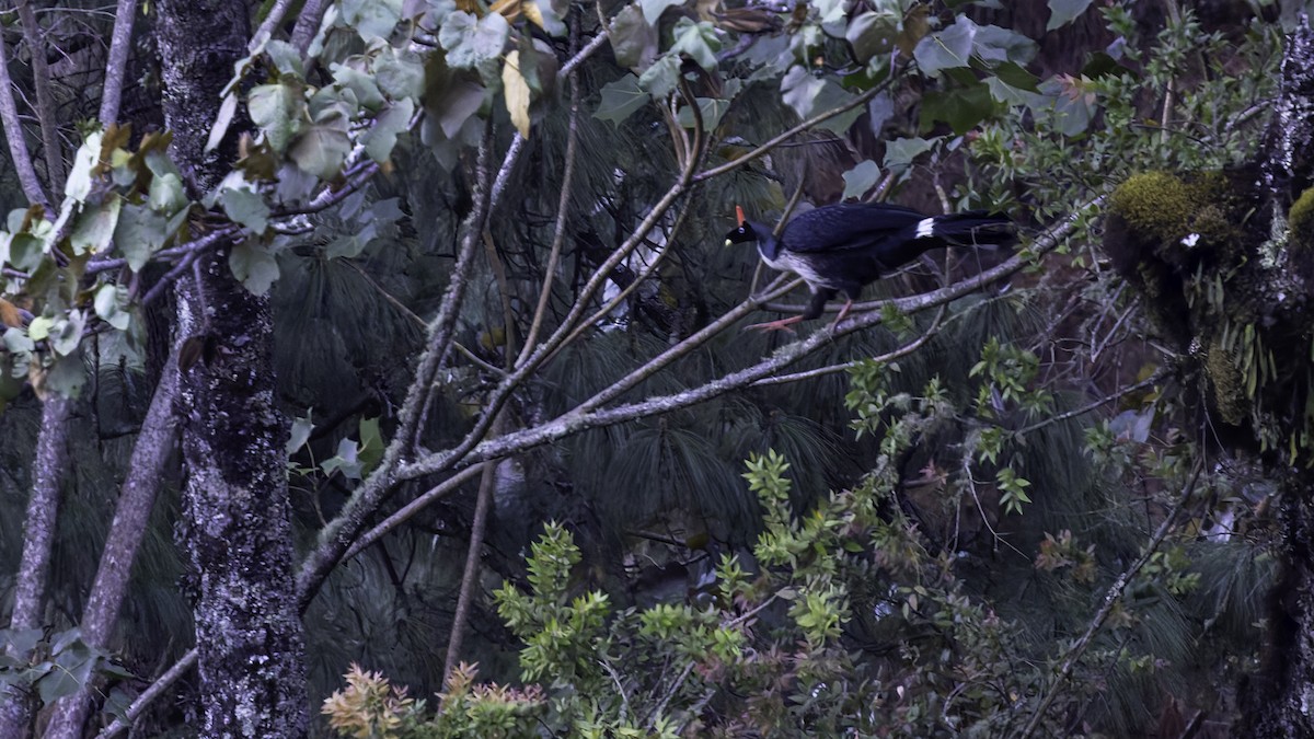 Horned Guan - ML622917068