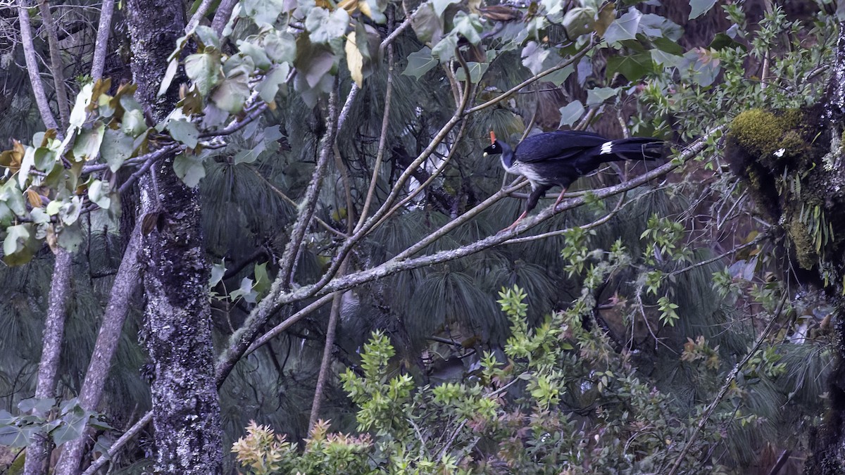 Horned Guan - Robert Tizard