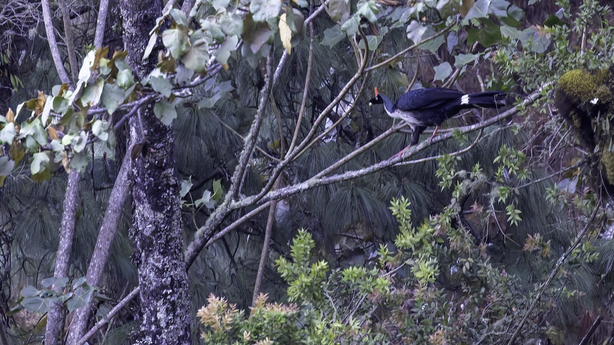 Horned Guan - ML622917071