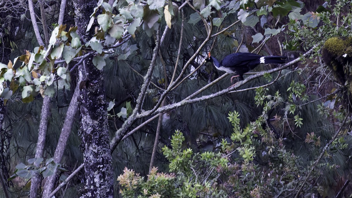 Horned Guan - ML622917072